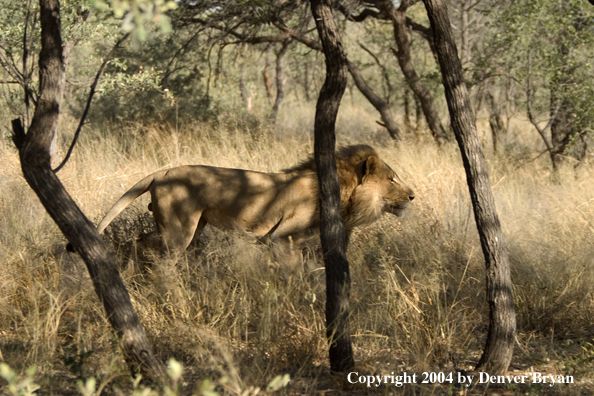 Male African lion in habitat. Africa