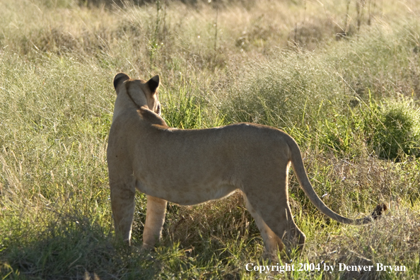 African Lioness in the bush.