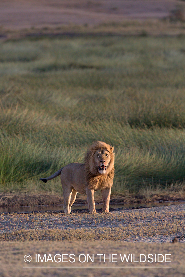 Male African lion in habitat.