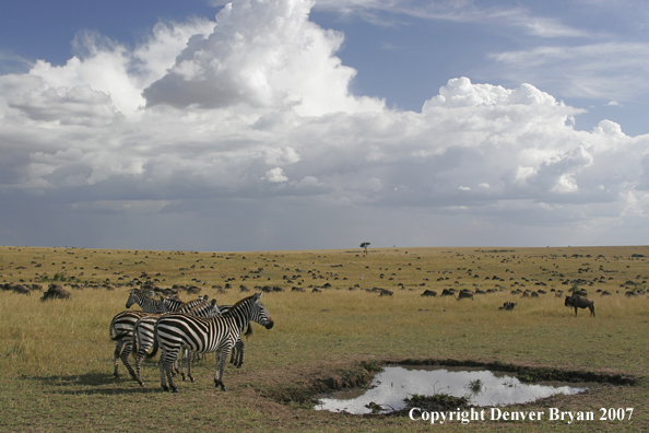 Burchell's Zebra 