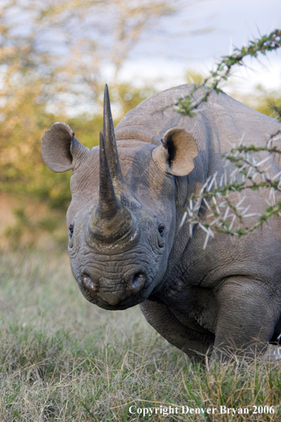 Black rhino in Africa.