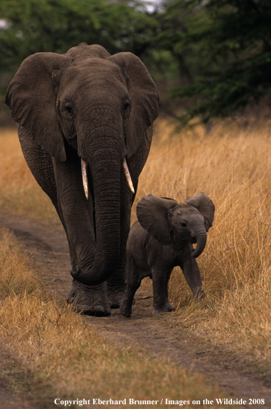 Baby Elephant with mother