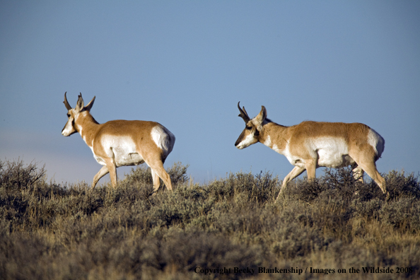 Pronghorn antelope