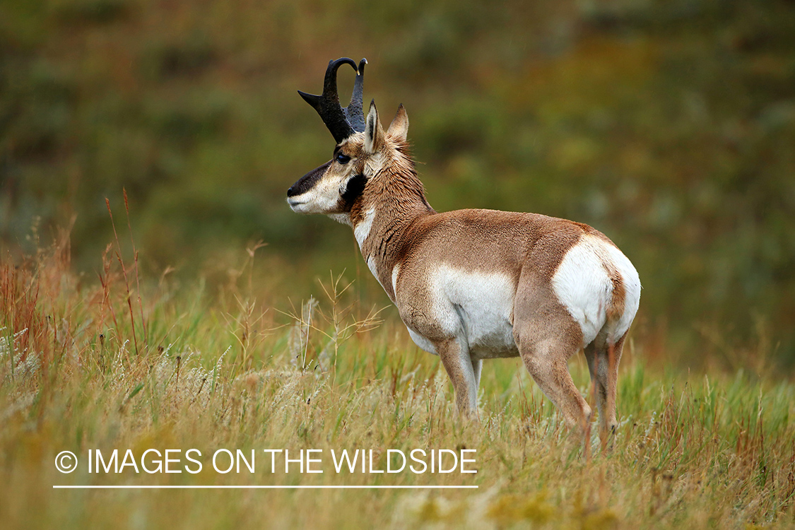 Pronghorn Antelope in habitat. 