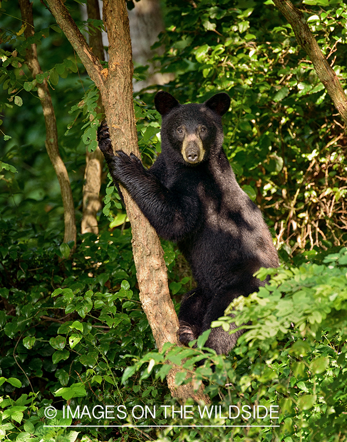 Black bear in habitat. 