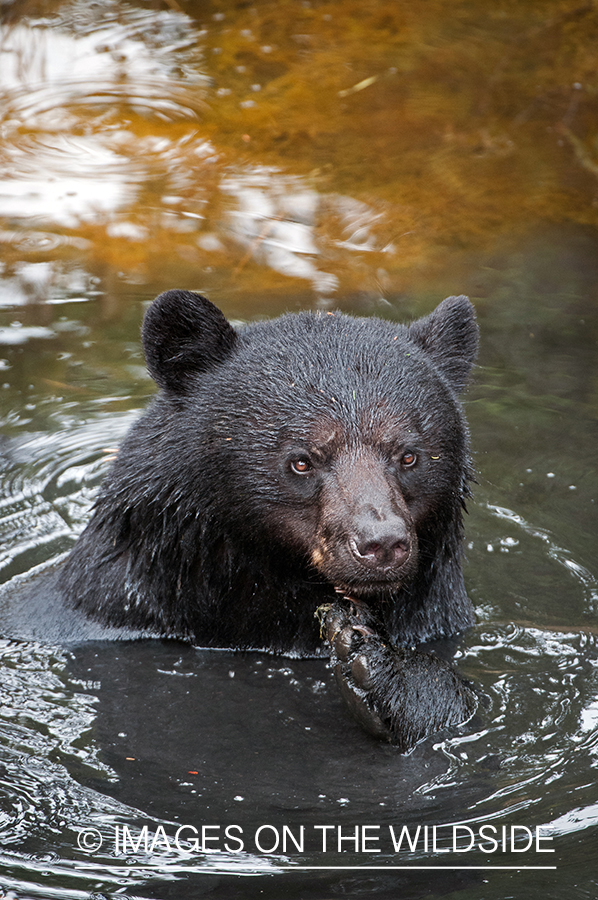 Black bear in habitat.