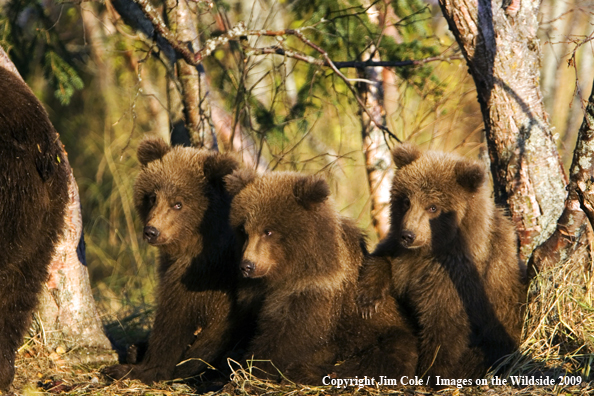 Grizzly bear cubs in habitat