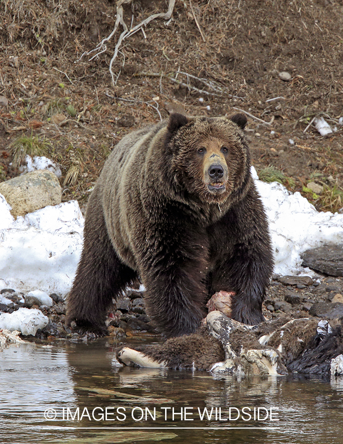 Grizzly Bear on bison carcass. 