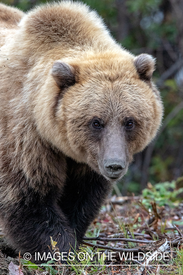 Grizzly bear in field.