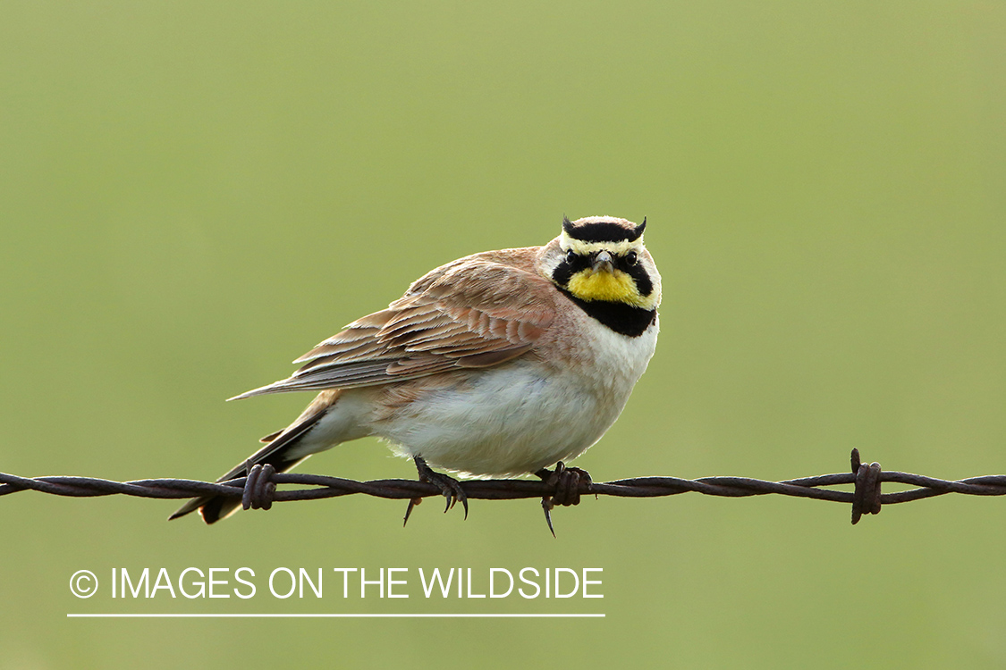 Horned Lark on barbed fence. 