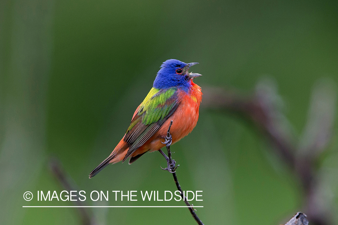 Painted Bunting in habitat.