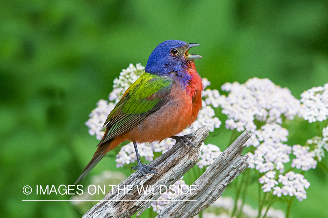 Painted Bunting on branch.