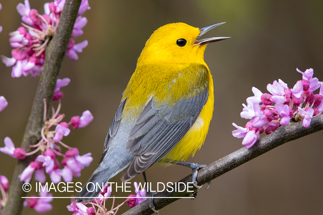 Prothonotary warbler on branch.