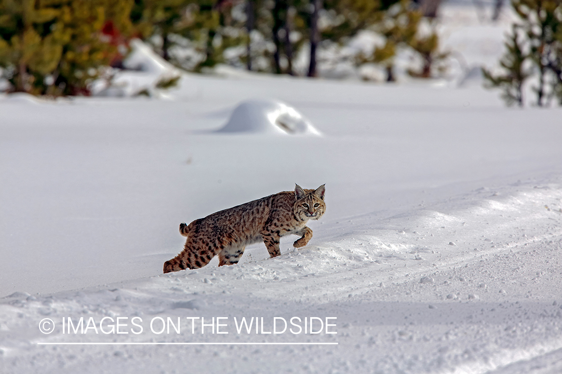 Bobcat in habitat.