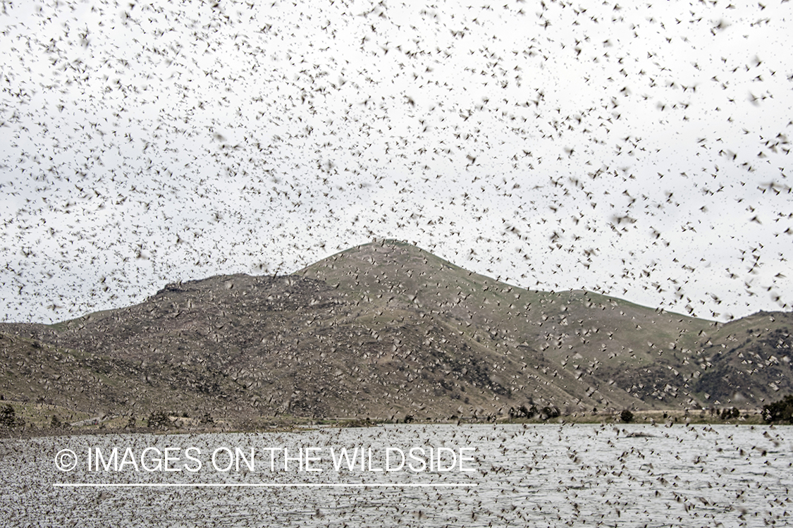 Swarm of caddis hatch on the lower Madison River.
