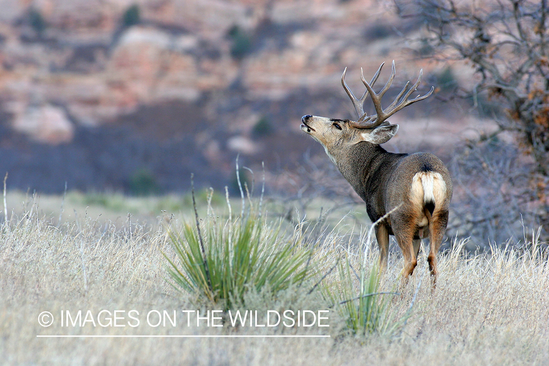 Mule deer buck in habitat. 