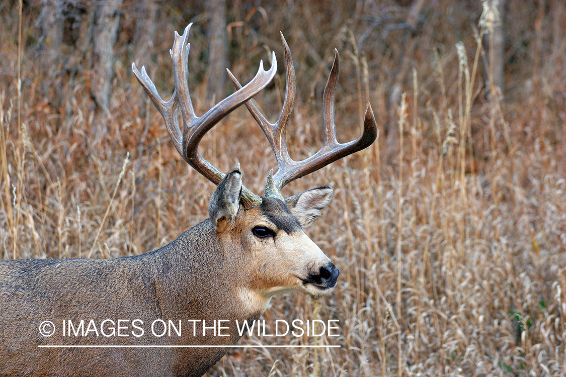 Mule deer buck in habitat. 