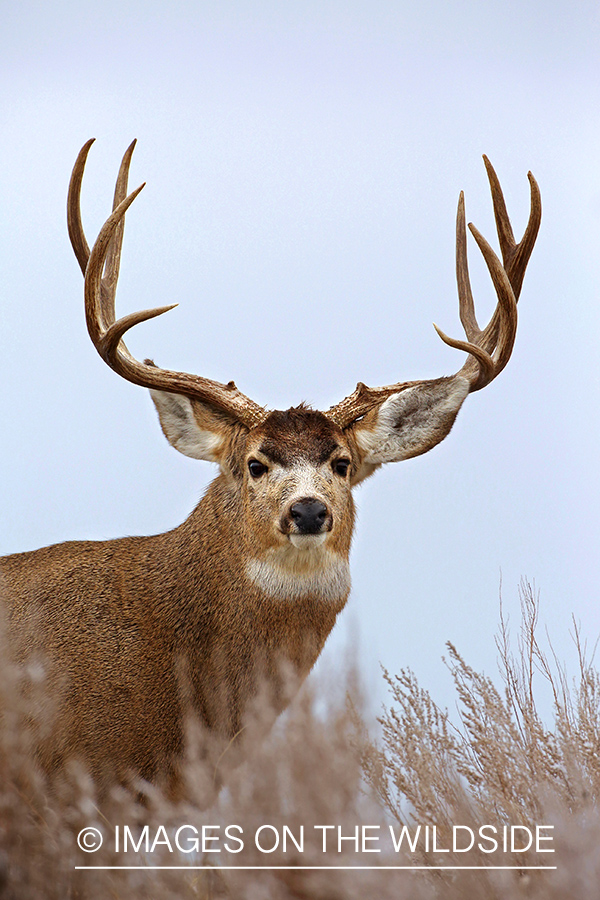 Mule deer buck in habitat.