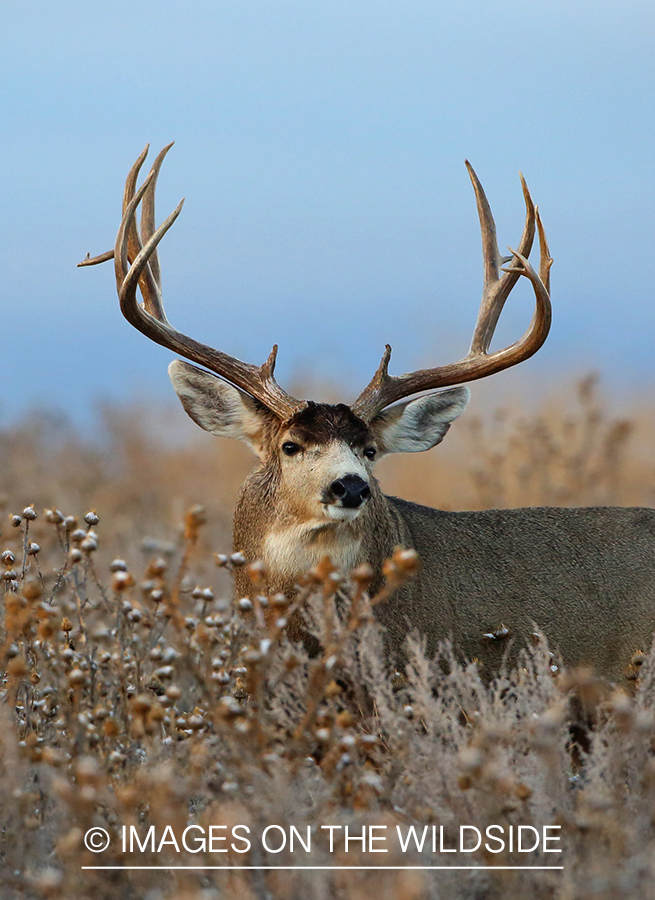 Mule deer buck in habitat. 