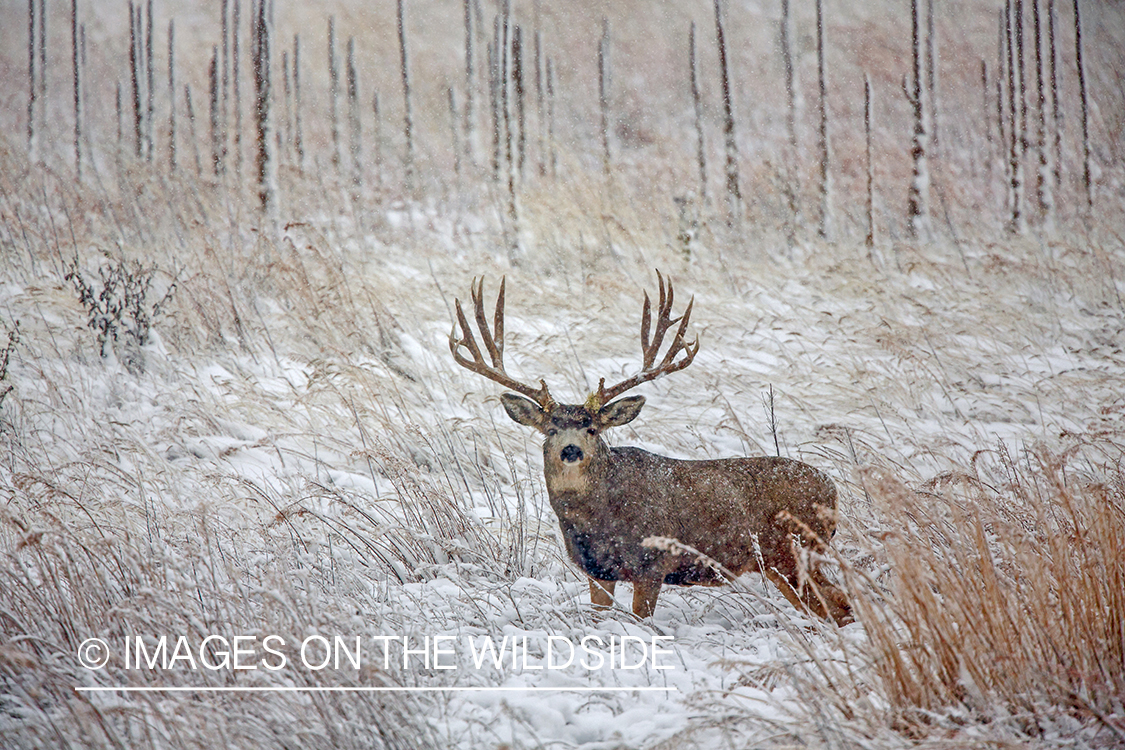 White-tailed buck in field in winter.