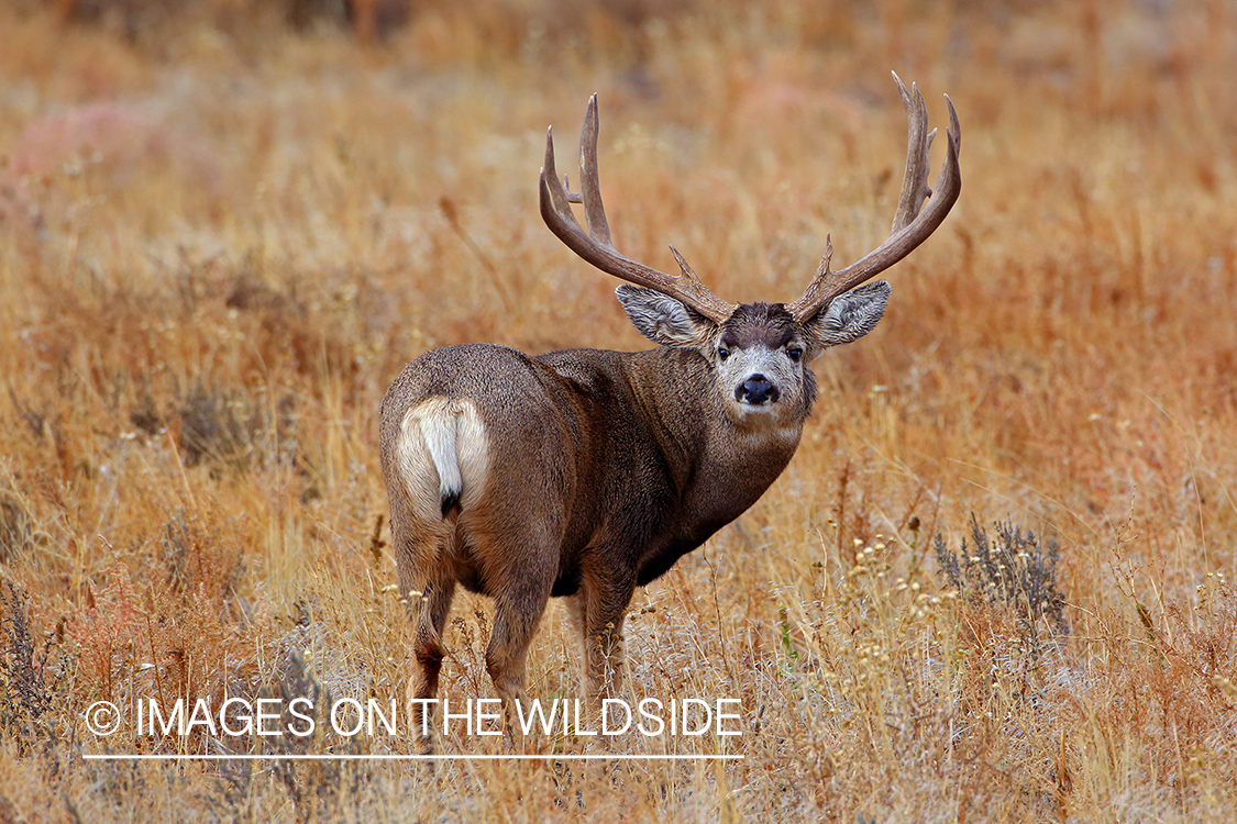 Mule deer buck in rut in field. 