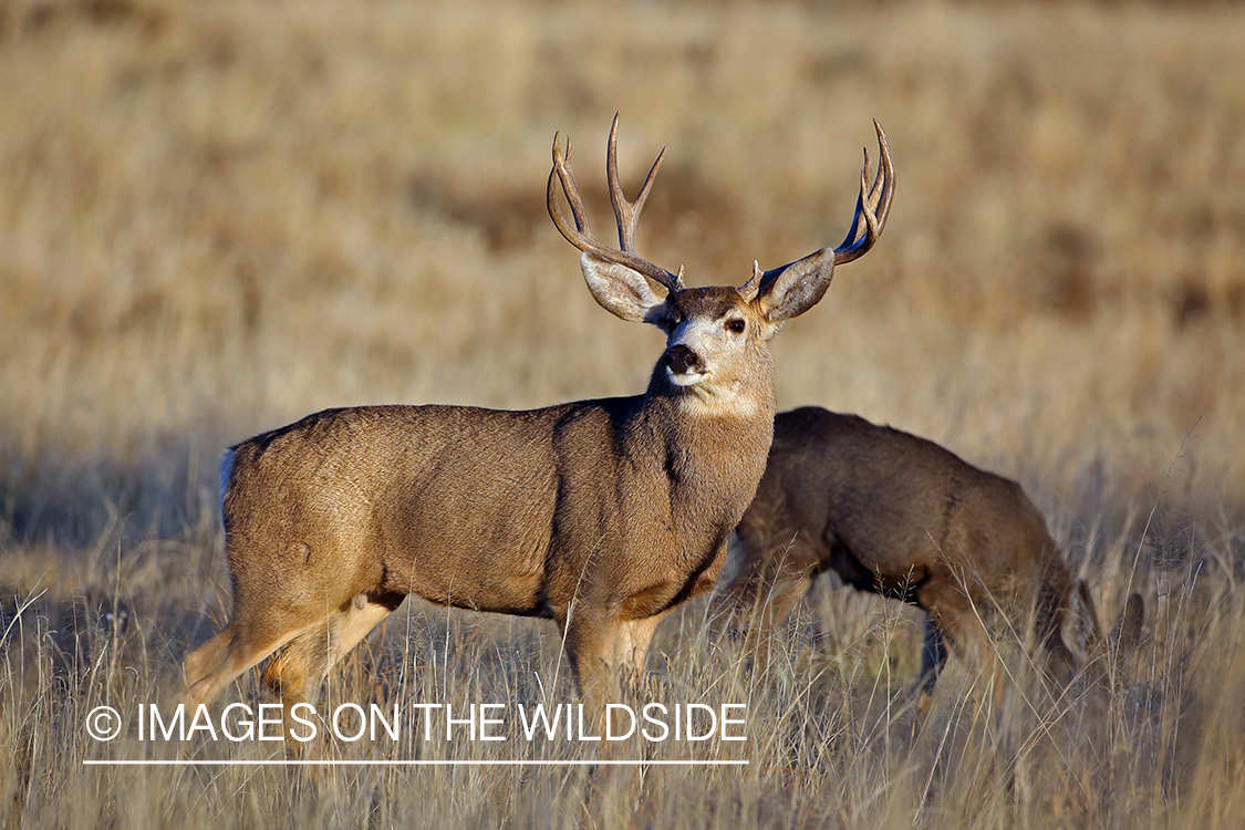 Mule deer buck with doe.