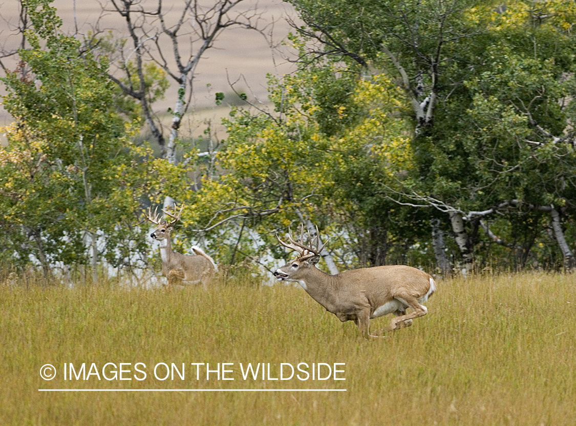 Whitetailed deer in habitat.