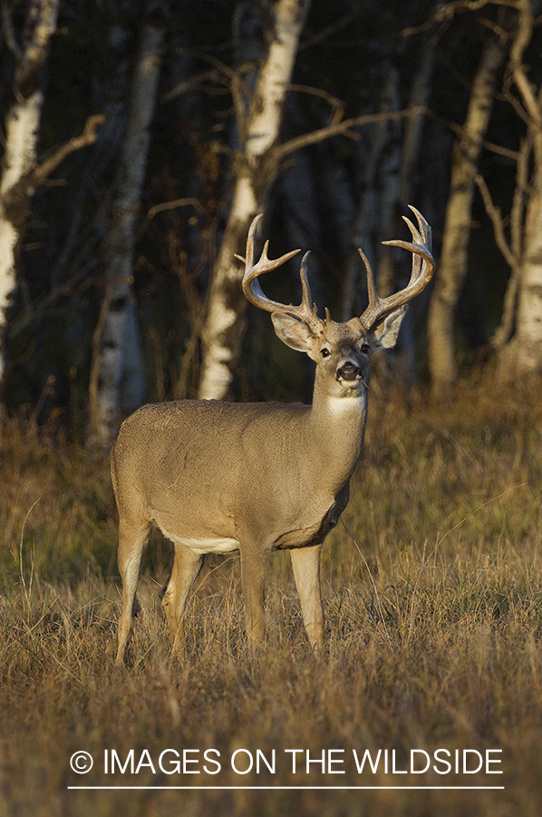 Whitetail Buck