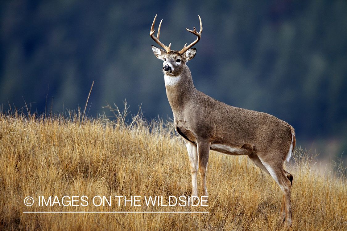 Whitetail Buck