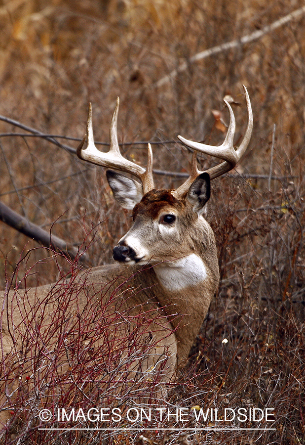 Whitetail Buck