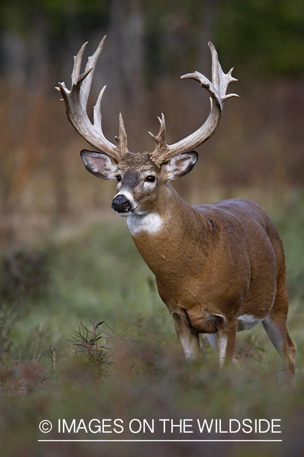 Whitetail buck in habitat