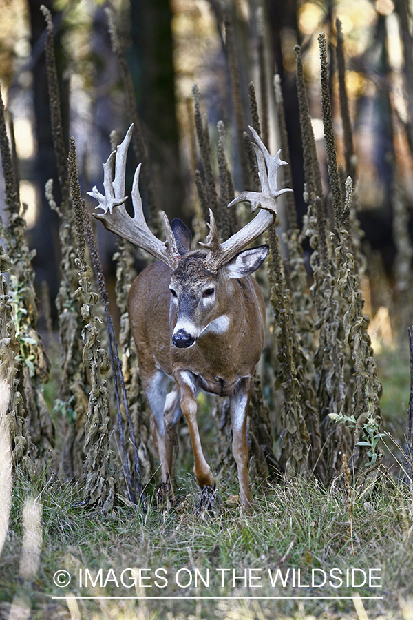 Whitetail buck showing rutting behavior