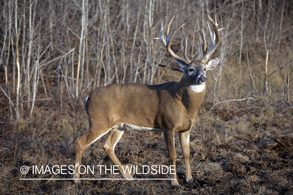 Whitetail buck in habitat