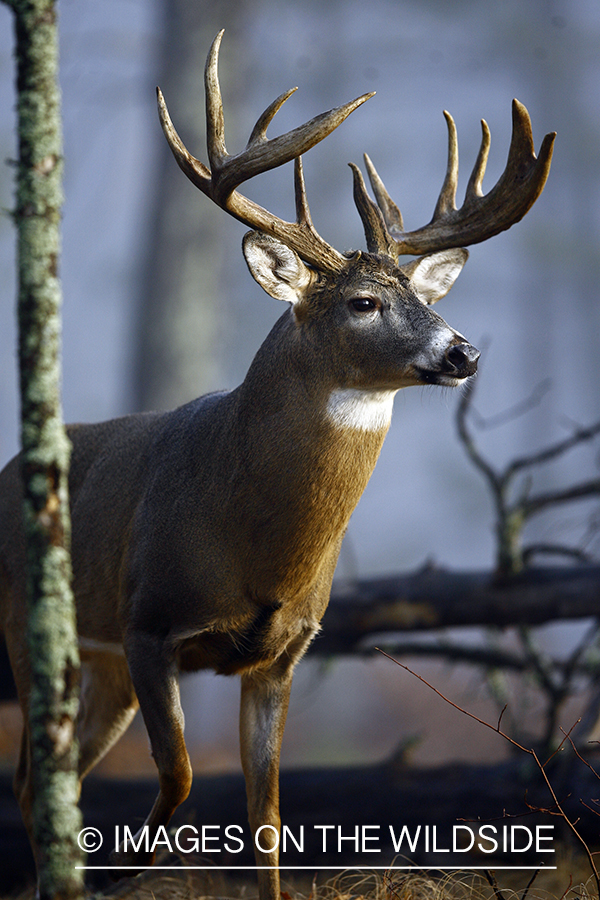 Whitetail buck in habitat.