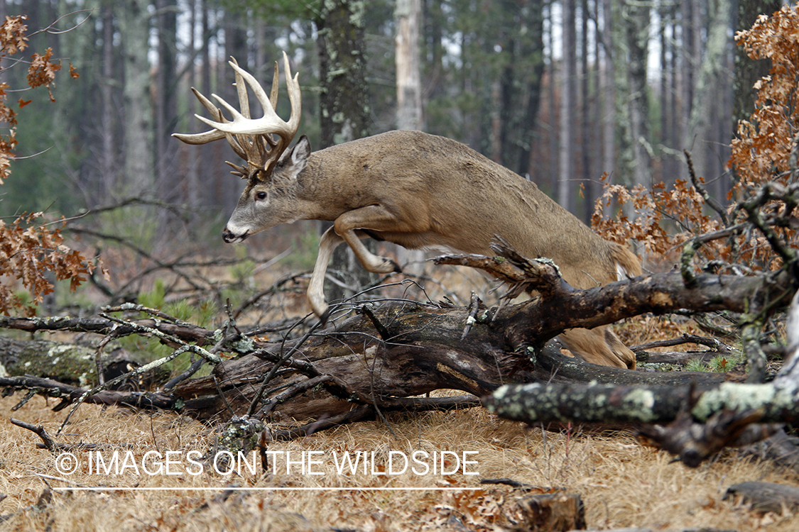 Whitetail buck jumping.