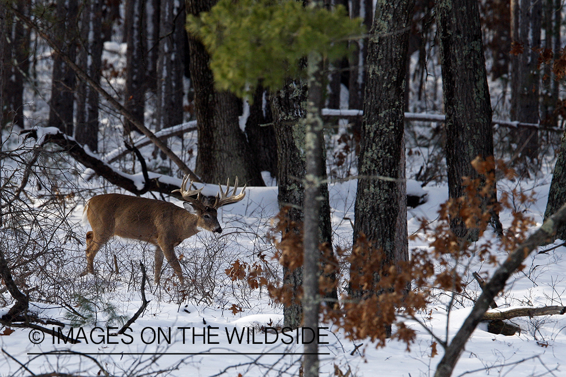 White-tailed buck in habitat.