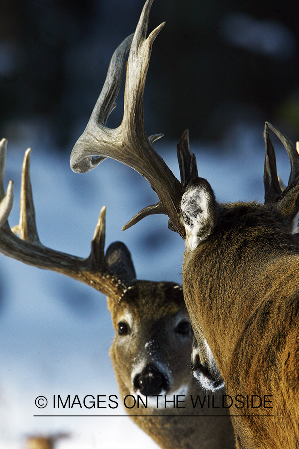 Whitetail in habitat