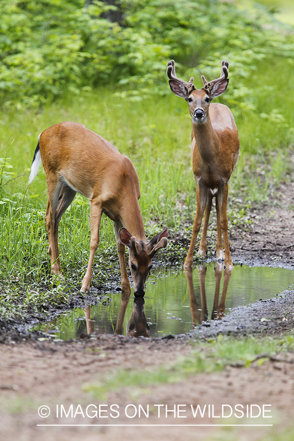 Summer Deer in Velvet