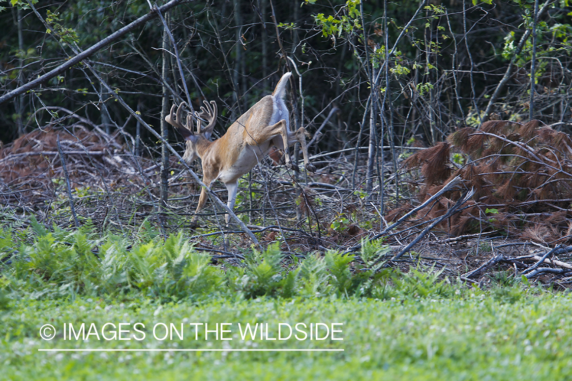 White-tailed deer in velvet