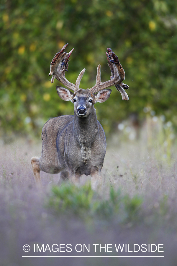 White-tailed buck in velvet 