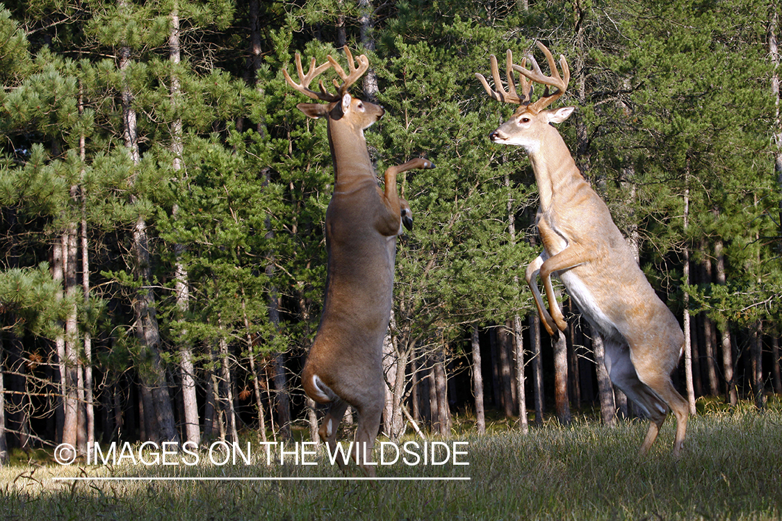 White-tailed bucks fighting