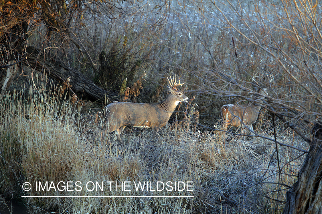 White-tailed buck in habitat. 