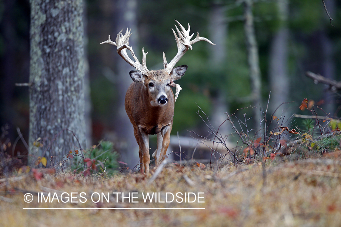 White-tailed buck in habitat. 