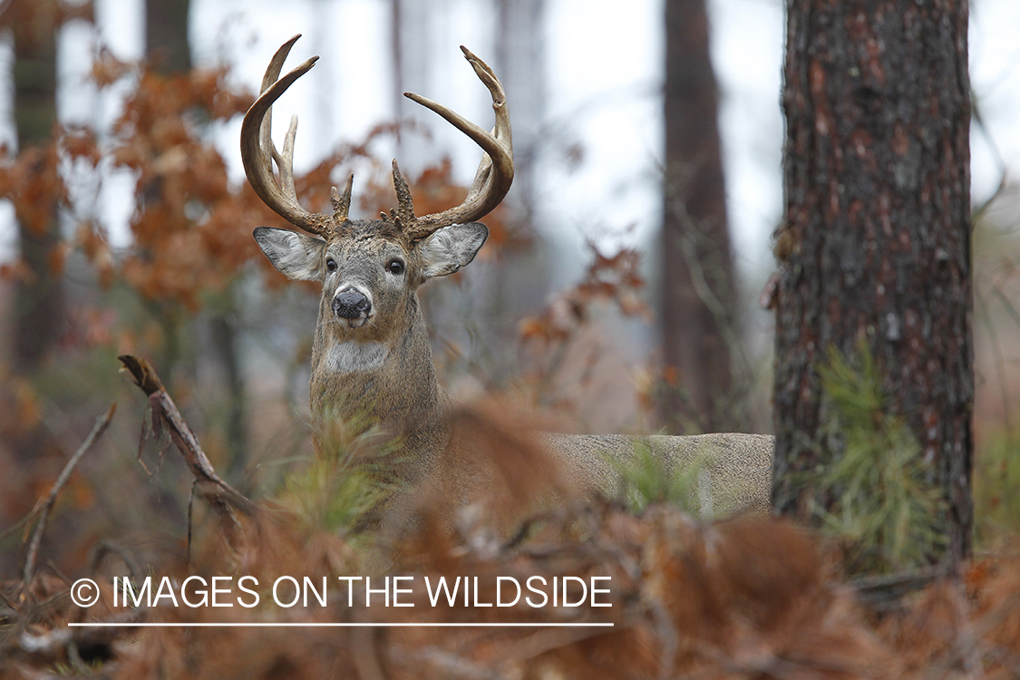 White-tailed buck in habitat. 