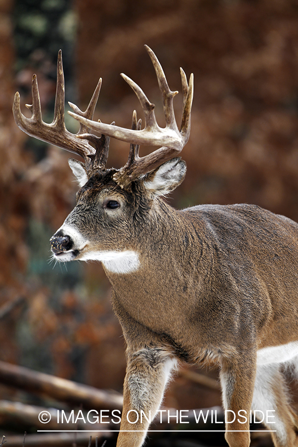 White-tailed buck in habitat. *