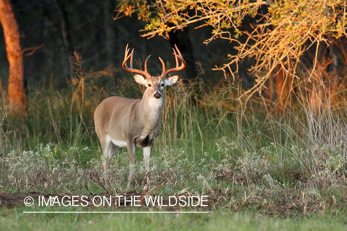 White-tailed buck in habitat. 