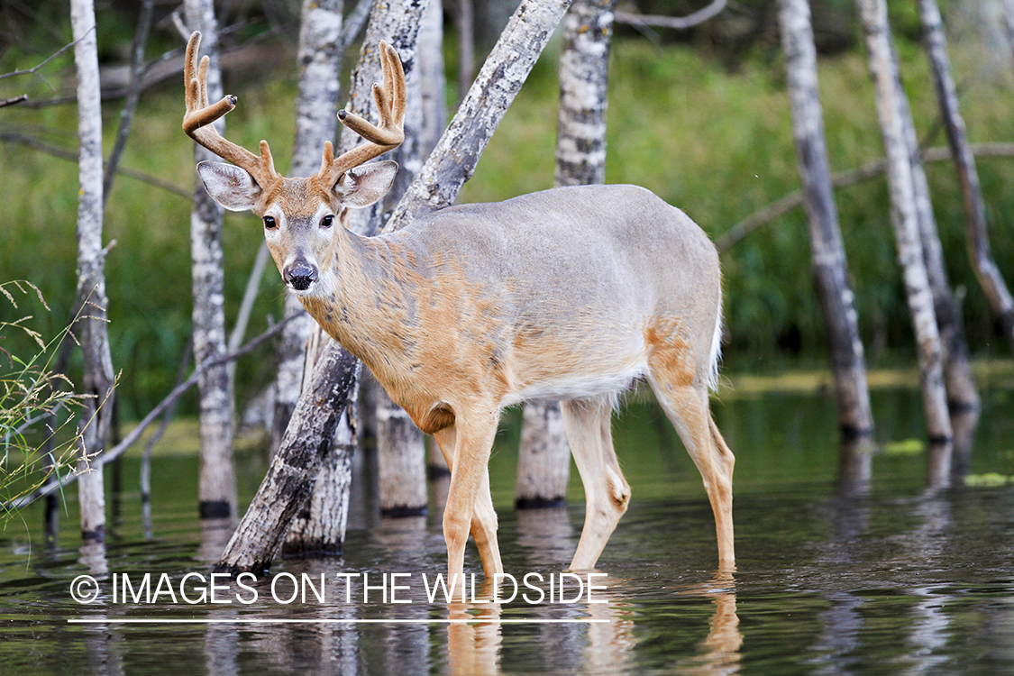 White-tailed buck in habitat. 