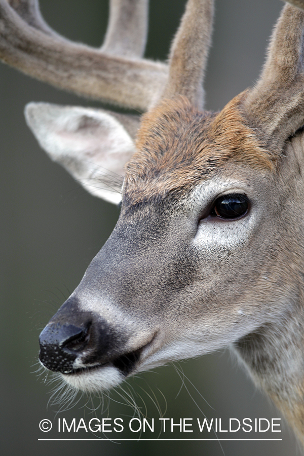 White-tailed buck in velvet.  