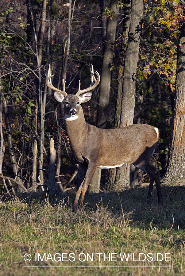 White-tailed buck in habitat. 