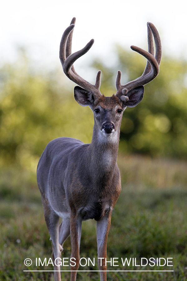 White-tailed buck in velvet.  